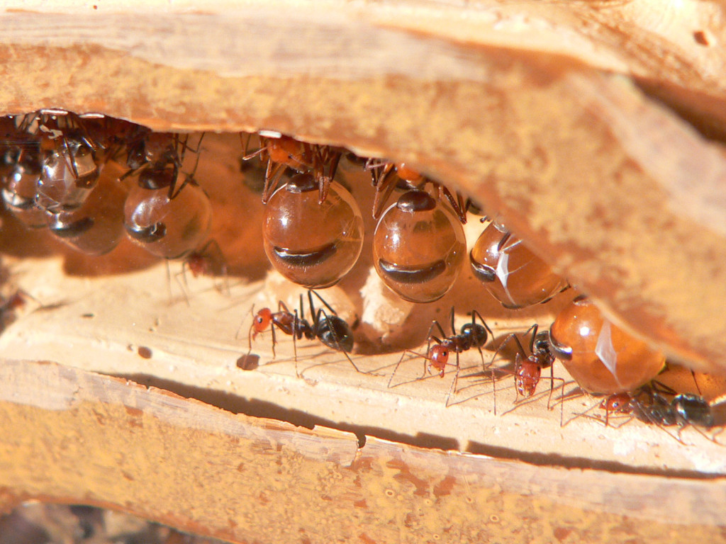 HoneyAnt